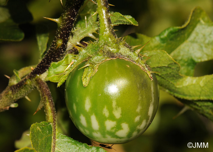 Solanum linnaeanum