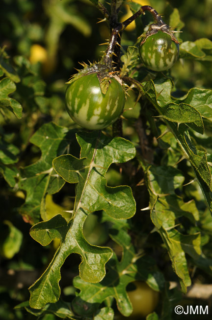 Solanum linnaeanum