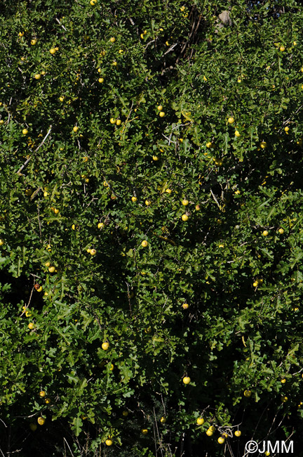 Solanum linnaeanum