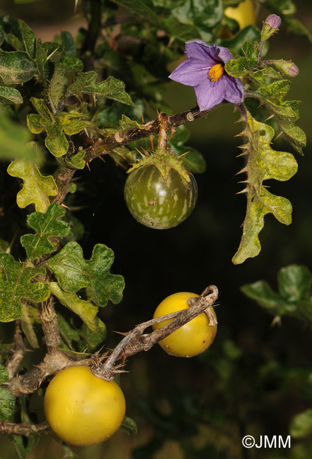 Solanum linnaeanum