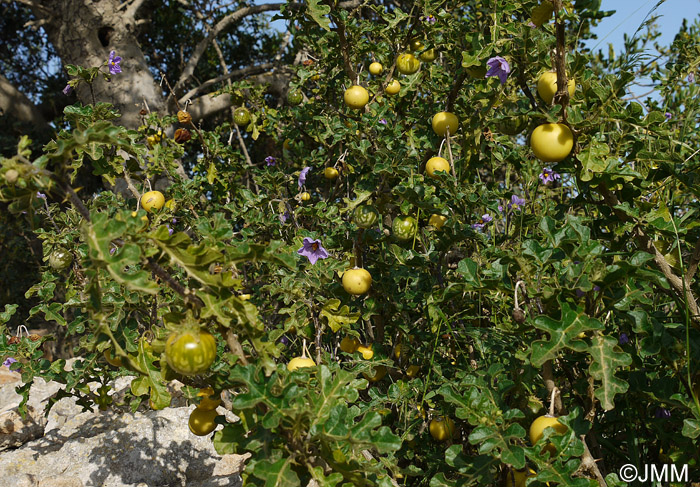 Solanum linnaeanum