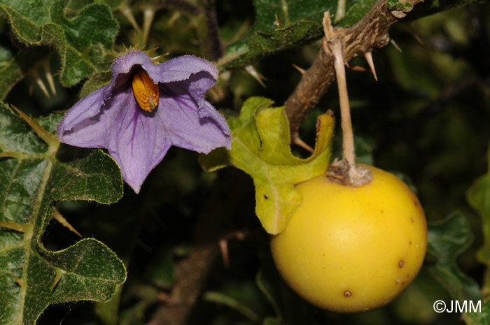 Solanum linnaeanum