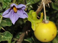 Solanum linnaeanum