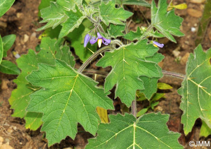 Solanum mammosum