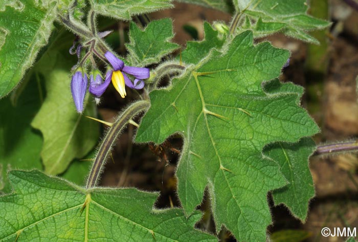 Solanum mammosum