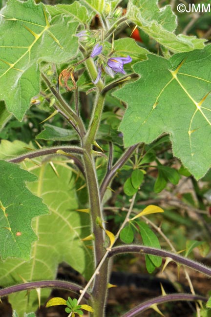 Solanum mammosum