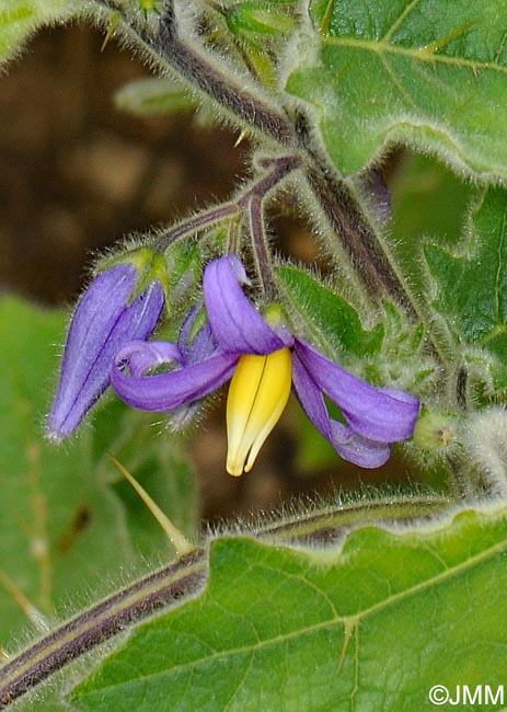 Solanum mammosum