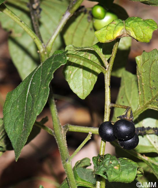 Solanum nigrum