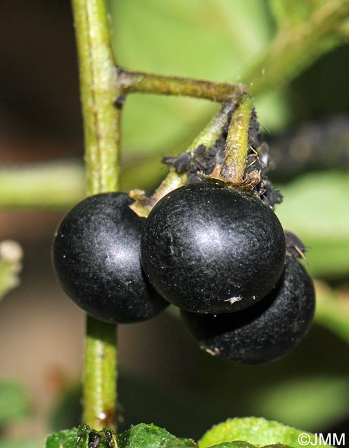 Solanum nigrum