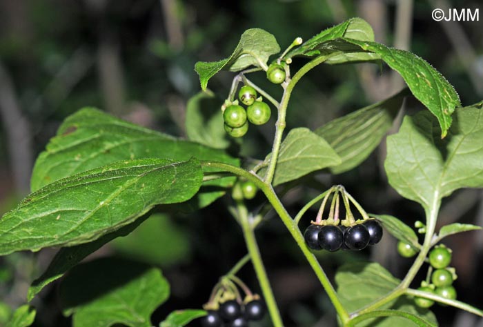 Solanum nigrum