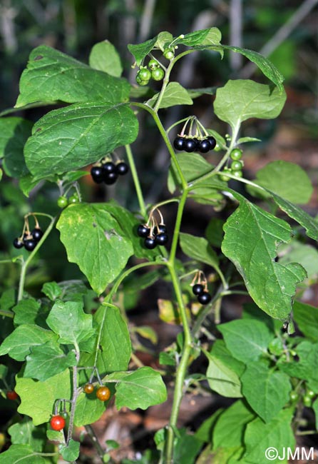 Solanum nigrum & Solanum villosum