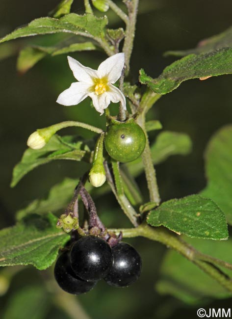 Solanum nigrum