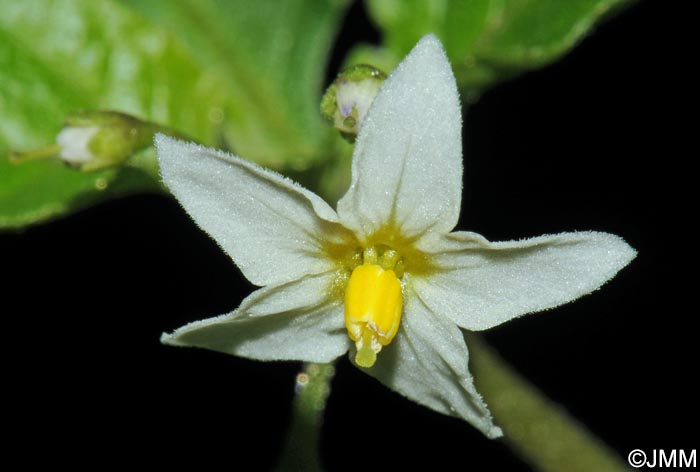 Solanum nigrum