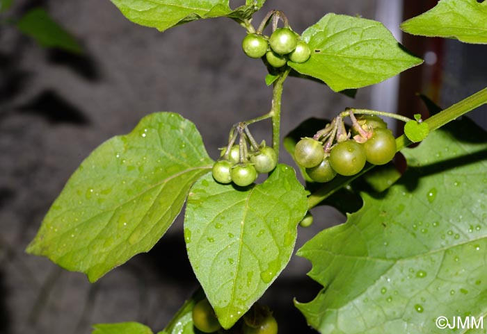 Solanum nigrum subsp. nigrum f. chlorocarpum