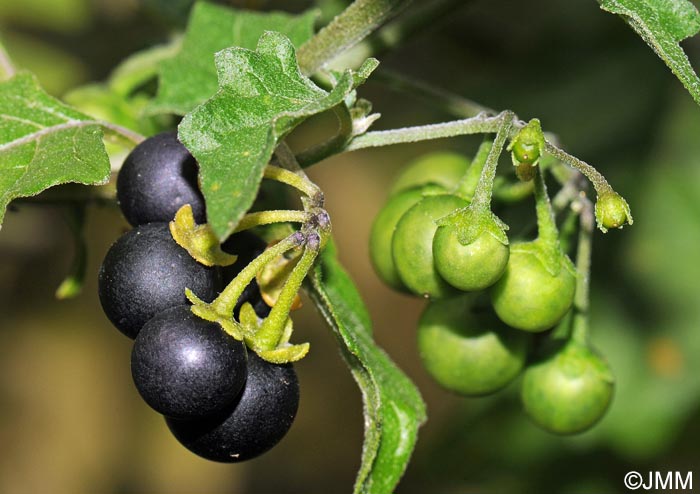 Solanum nigrum subsp. schultesii