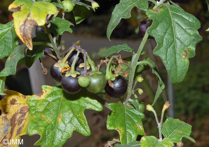 Solanum nigrum subsp. schultesii