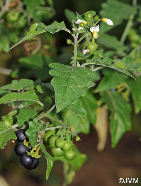 Solanum nigrum subsp. schultesii