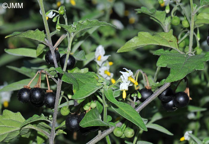 Solanum nigrum subsp. schultesii