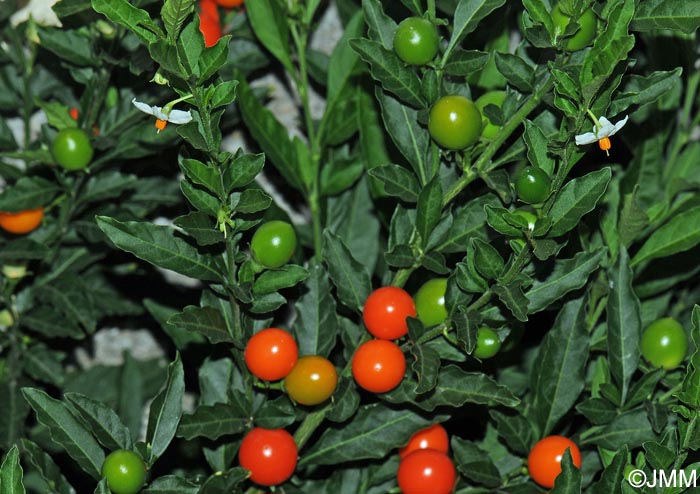 Solanum pseudocapsicum