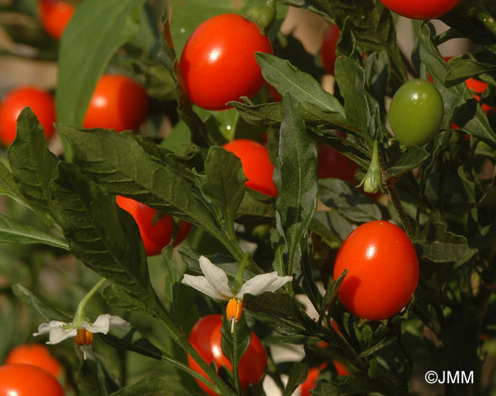 Solanum pseudocapsicum