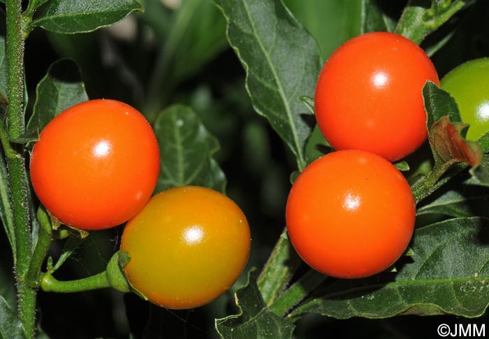 Solanum pseudocapsicum