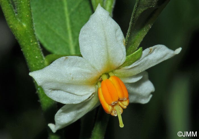 Solanum pseudocapsicum