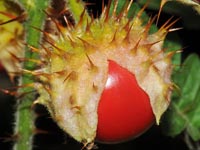 Solanum sisymbriifolium