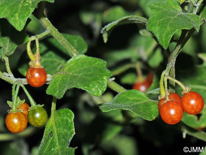 Solanum villosum subsp. villosum