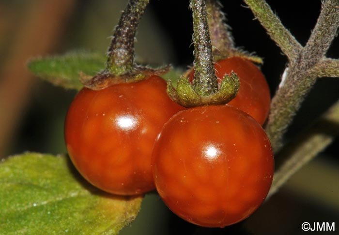 Solanum villosum subsp. villosum