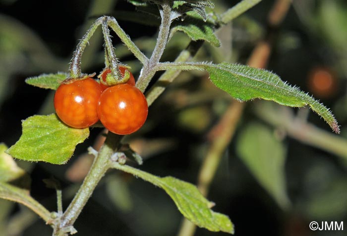 Solanum villosum subsp. villosum