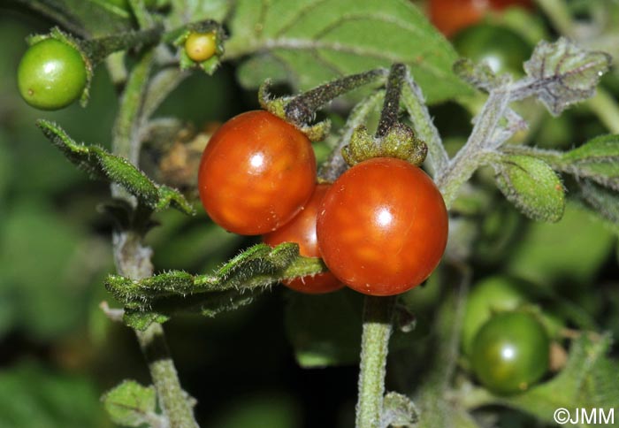 Solanum villosum subsp. villosum