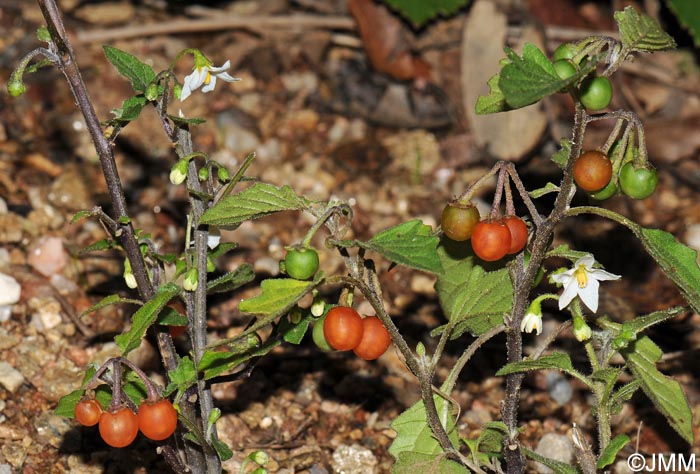 Solanum villosum subsp. miniatum = Solanum luteum subsp. alatum