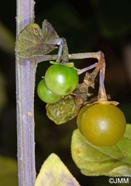 Solanum villosum subsp. miniatum = Solanum luteum subsp. alatum