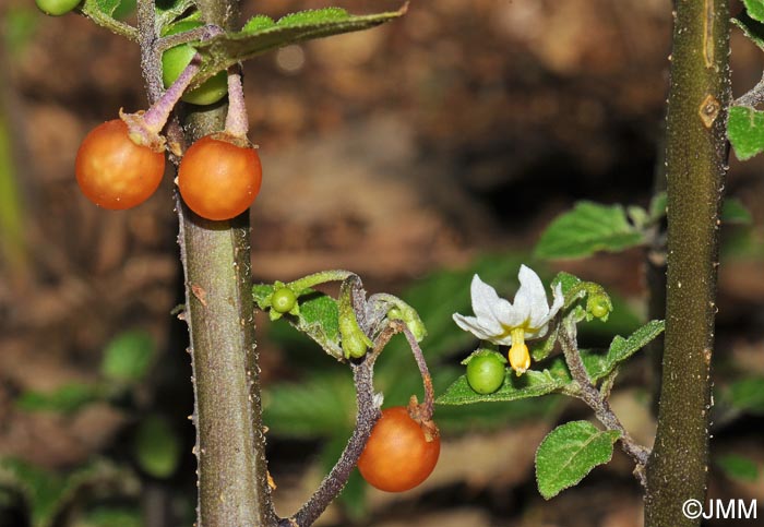 Solanum villosum subsp. miniatum = Solanum luteum subsp. alatum