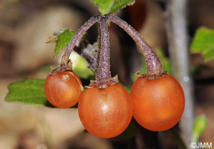 Solanum villosum subsp. miniatum = Solanum luteum subsp. alatum