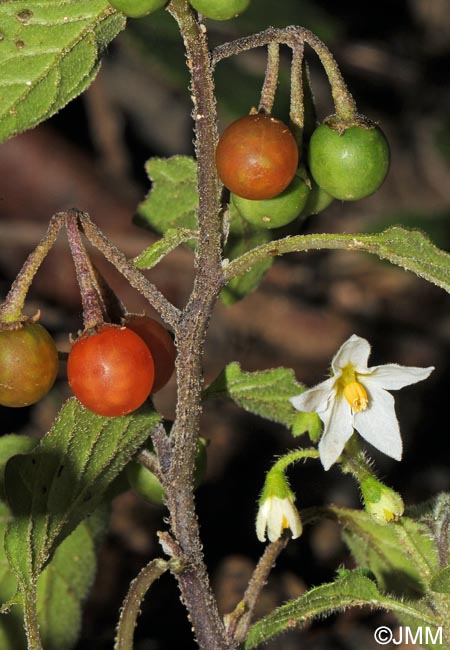 Solanum villosum subsp. miniatum = Solanum luteum subsp. alatum