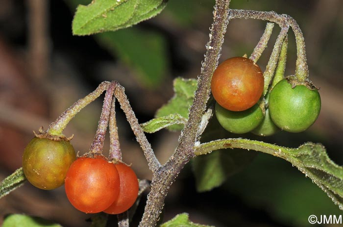 Solanum villosum subsp. miniatum = Solanum luteum subsp. alatum