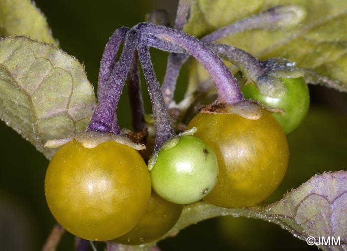 Solanum villosum subsp. miniatum = Solanum luteum subsp. alatum