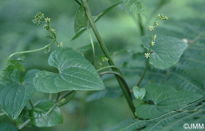 Tamus communis = Dioscorea communis