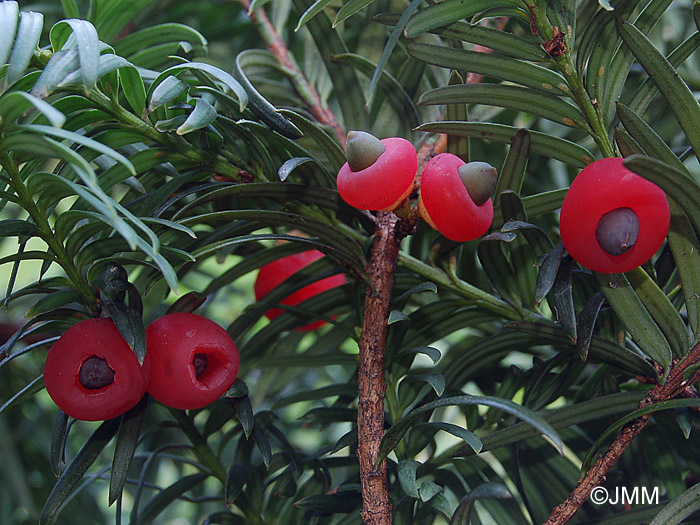 Taxus baccata