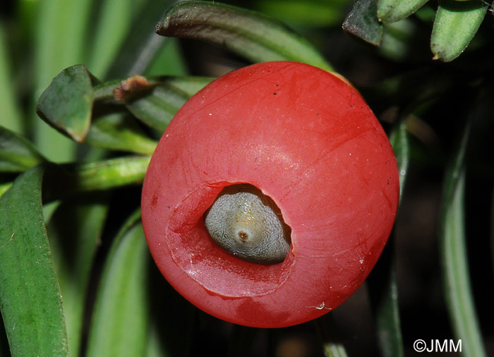 Taxus baccata