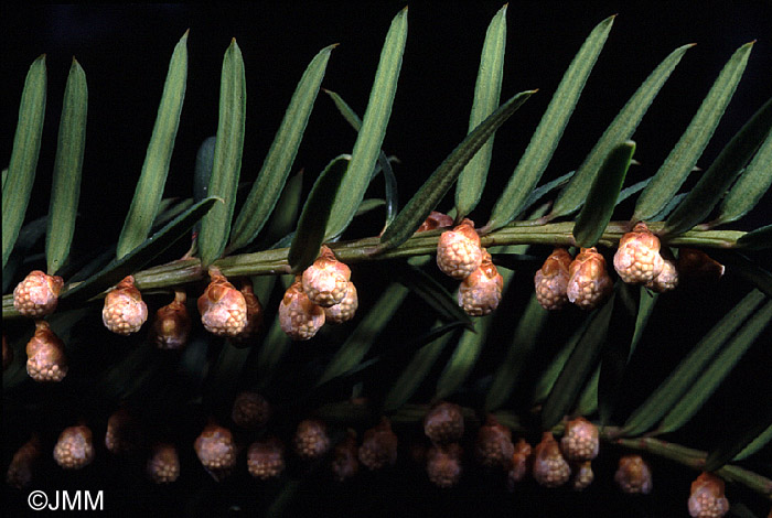 Taxus baccata