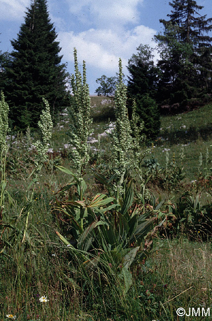 Veratrum album subsp. album