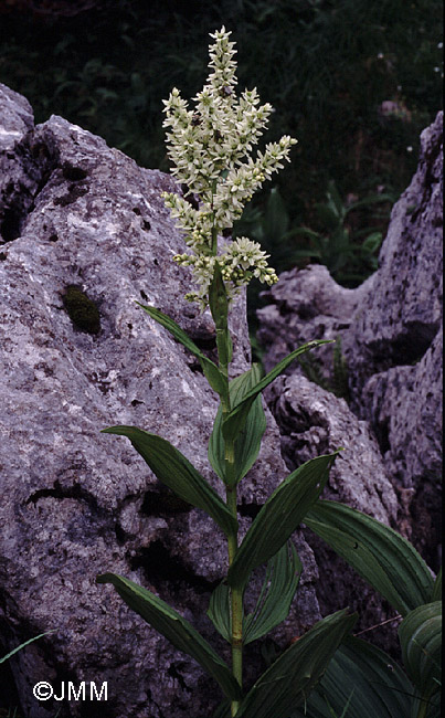 Veratrum album subsp. album