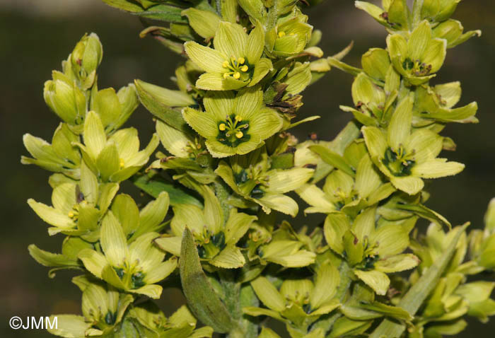 Veratrum album subsp. lobelianum