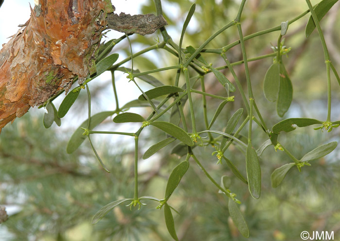 Viscum album subsp. austriacum 