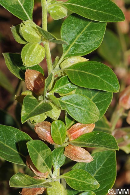 Withania somnifera