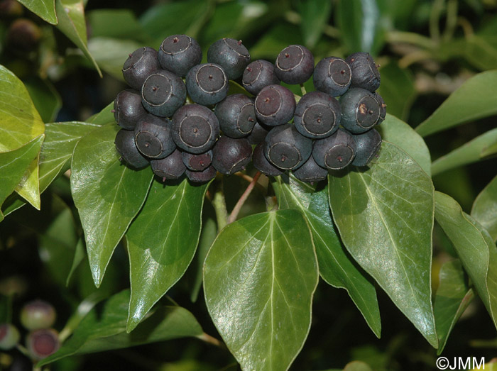 Hedera helix