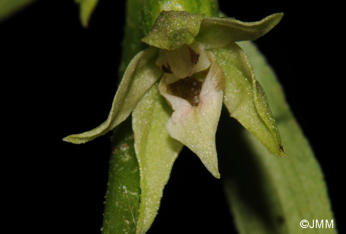 Epipactis phyllanthes