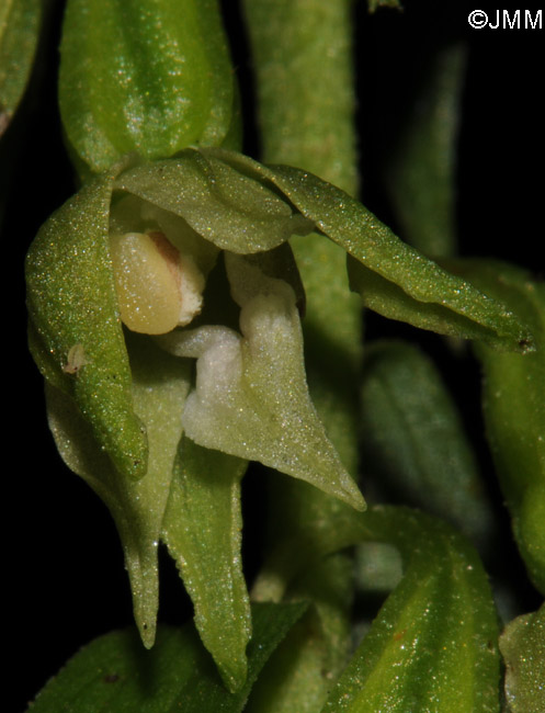 Epipactis phyllanthes